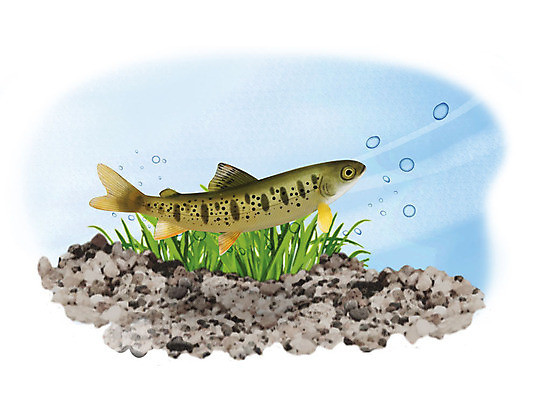 PSD 한마리 일러스트 어류 사람없음 수중 수영 물방울 열목어 국내일러스트 1 수중동물 수상스포츠 민물고기 파일형식