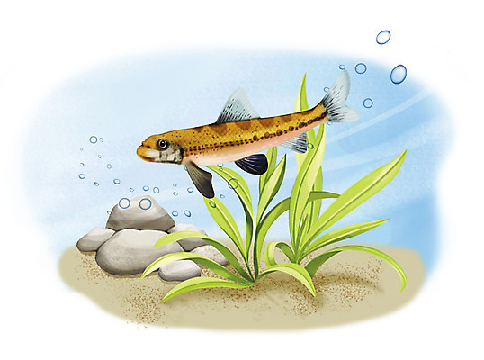 PSD 한마리 일러스트 어류 사람없음 수중 수영 돌_바위 조약돌 물방울 여울마자 국내일러스트 1 수중동물 수상스포츠 민물고기 파일형식