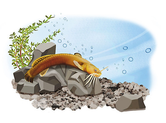 PSD 한마리 일러스트 어류 사람없음 수중 수영 돌_바위 조약돌 물방울 퉁사리 국내일러스트 1 수중동물 수상스포츠 민물고기 파일형식