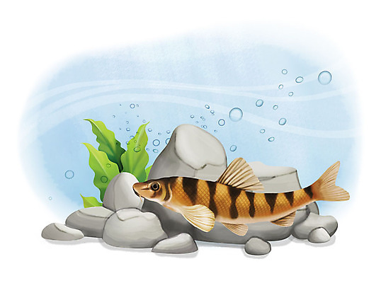 PSD 한마리 일러스트 어류 사람없음 수중 수영 돌_바위 조약돌 물방울 돌상어 국내일러스트 1 수중동물 수상스포츠 민물고기 파일형식