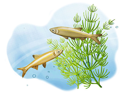 PSD 한쌍 두마리 일러스트 어류 사람없음 수중 수영 물방울 살치 국내일러스트 2 수중동물 수상스포츠 민물고기 파일형식