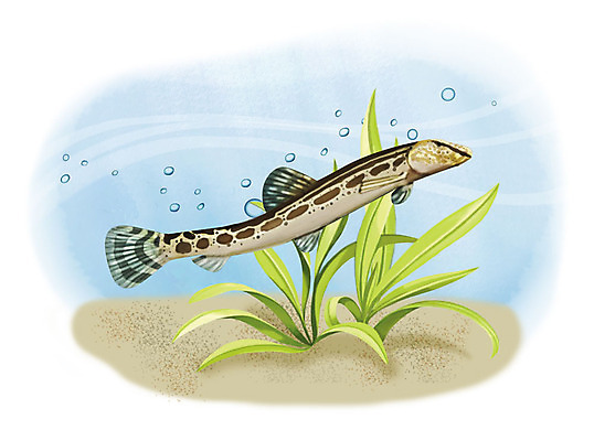 PSD 한마리 일러스트 어류 사람없음 수중 수영 물방울 기름종개 국내일러스트 1 수중동물 수상스포츠 민물고기 파일형식