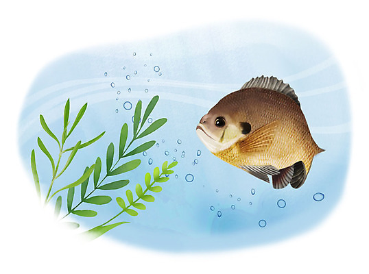 PSD 한마리 일러스트 어류 사람없음 수중 수영 물방울 블루길 국내일러스트 1 수중동물 수상스포츠 민물고기 파일형식