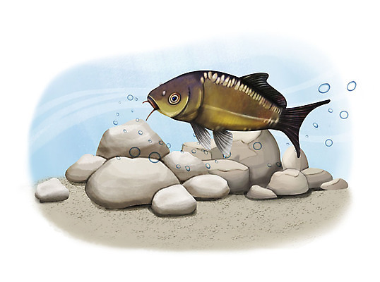 PSD 한마리 일러스트 어류 사람없음 수중 수영 돌_바위 조약돌 물방울 향어 국내일러스트 1 수중동물 수상스포츠 민물고기 파일형식