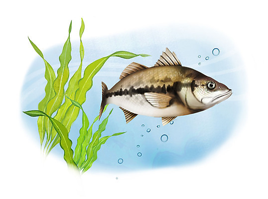 PSD 한마리 일러스트 어류 사람없음 수중 수영 물방울 큰입우럭 국내일러스트 1 수중동물 수상스포츠 민물고기 파일형식