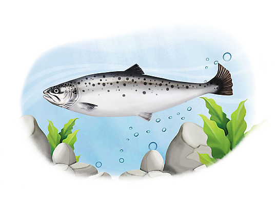 PSD 한마리 일러스트 어류 사람없음 수중 수영 돌_바위 조약돌 물방울 연어 국내일러스트 1 수중동물 수상스포츠 파일형식