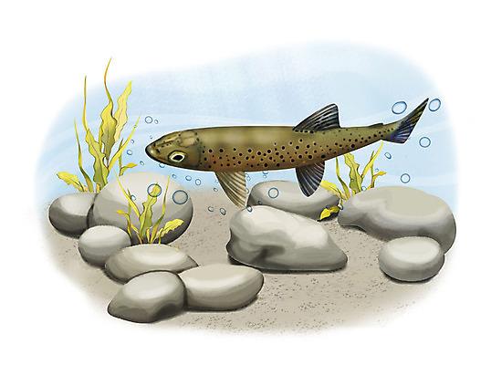 PSD 한마리 일러스트 어류 사람없음 수중 수영 돌_바위 조약돌 물방울 열목어 국내일러스트 1 수중동물 수상스포츠 민물고기 파일형식