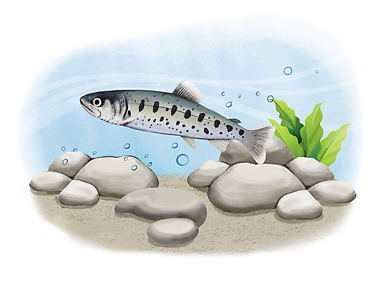 PSD 한마리 일러스트 어류 사람없음 수중 수영 돌_바위 조약돌 물방울 산천어 국내일러스트 1 수중동물 수상스포츠 민물고기 파일형식