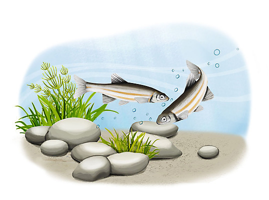 PSD 한쌍 두마리 일러스트 어류 사람없음 수중 수영 돌_바위 조약돌 물방울 금강모치 국내일러스트 2 수중동물 수상스포츠 민물고기 파일형식