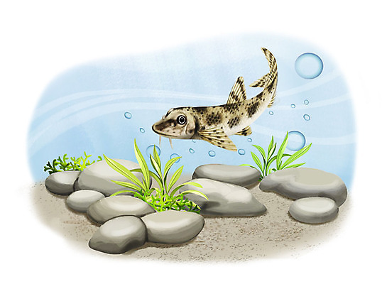 PSD 한마리 일러스트 어류 사람없음 수중 수영 돌_바위 조약돌 물방울 모래무지 국내일러스트 1 수중동물 수상스포츠 민물고기 파일형식