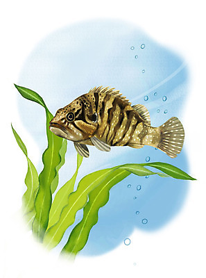 PSD 한마리 일러스트 어류 사람없음 수중 수영 물방울 꺽지 국내일러스트 1 수중동물 수상스포츠 민물고기 파일형식