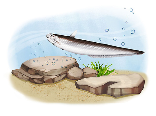 PSD 한마리 일러스트 어류 사람없음 수중 수영 돌_바위 조약돌 물방울 웅어 국내일러스트 1 수중동물 수상스포츠 파일형식