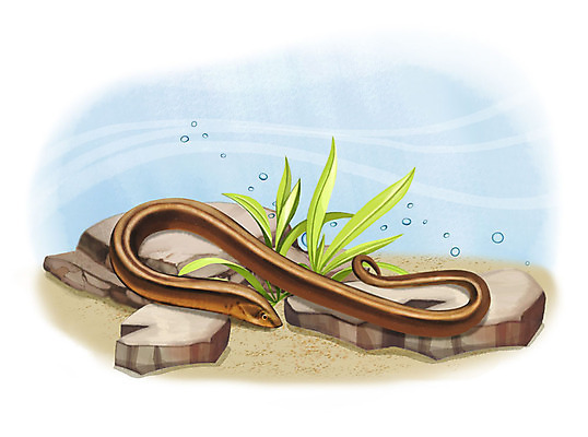 PSD 한마리 일러스트 어류 사람없음 수중 수영 돌_바위 조약돌 물방울 드렁허리 국내일러스트 1 수중동물 수상스포츠 민물고기 파일형식