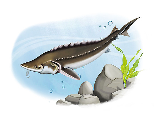 PSD 한마리 일러스트 어류 사람없음 수중 수영 돌_바위 조약돌 물방울 철갑상어 국내일러스트 1 수중동물 수상스포츠 민물고기 파일형식