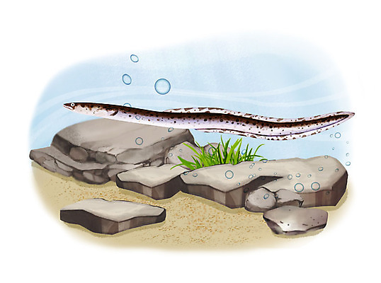 PSD 한마리 일러스트 어류 사람없음 수중 수영 돌_바위 조약돌 물방울 무태장어 국내일러스트 1 수중동물 수상스포츠 민물고기 파일형식