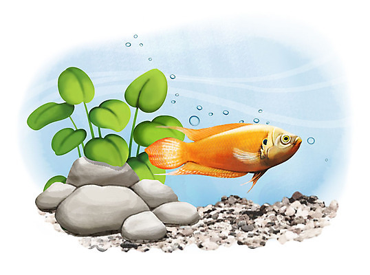 PSD 한마리 일러스트 어류 사람없음 수중 수영 돌_바위 조약돌 물방울 버들붕어 국내일러스트 1 수중동물 수상스포츠 민물고기 파일형식