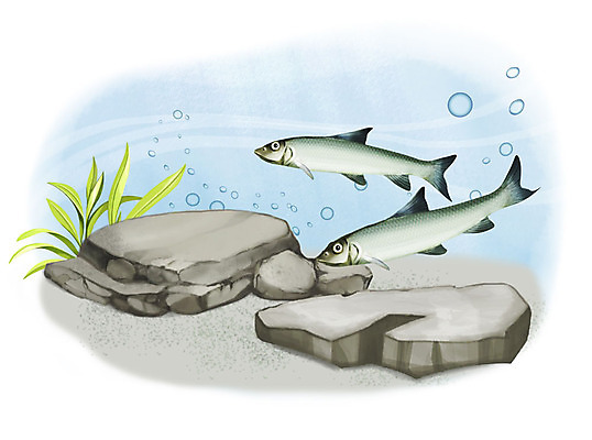 PSD 한쌍 두마리 일러스트 어류 사람없음 수중 수영 돌_바위 조약돌 물방울 누치 국내일러스트 2 수중동물 수상스포츠 민물고기 파일형식