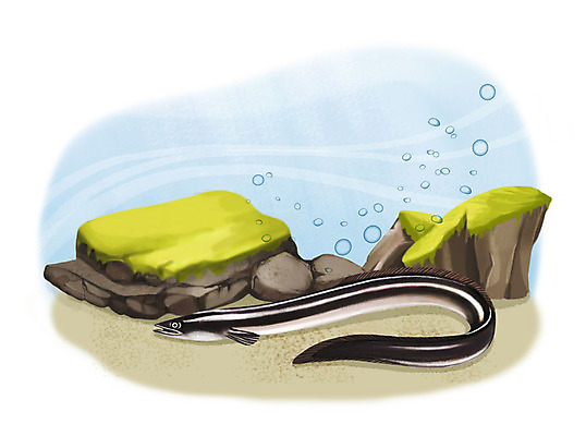 PSD 한마리 일러스트 어류 사람없음 수중 수영 돌_바위 조약돌 물방울 뱀장어 국내일러스트 1 수중동물 수상스포츠 민물고기 파일형식