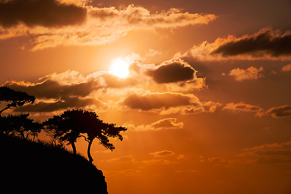 포토 JPG 나무 구름 바다 여행 자연 하늘 한국 풍경 사람없음 야외 관광지 태양 노을 일몰 가을 가을여행 변산반도 부안 솔섬 국내포토 자연요소 식물 계절 아시아 섬 전라북도 생태계 파일형식 가을_계절