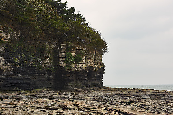 포토 JPG 주간 식물 바다 풍경 사람없음 야외 관광지 가을 바위 명승지 변산반도 부안 해식절벽 국내포토 자연요소 계절 여행 절벽 돌_바위 전라북도 파일형식