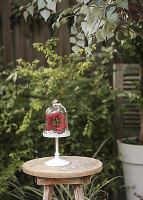 포토 JPG 주간 식물 꽃 화분 크리스마스 겨울 탁자 크리스마스용품 휴식 사람없음 야외 아웃포커스 오브젝트 설레임 국내포토 자연요소 계절 기념일 감정 가구 컨셉 촬영기법 용품 파일형식