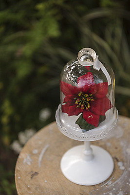 포토 JPG 주간 식물 꽃 크리스마스 겨울 탁자 크리스마스용품 휴식 근접촬영 사람없음 야외 아웃포커스 오브젝트 설레임 국내포토 자연요소 계절 기념일 감정 뷰포인트 가구 컨셉 촬영기법 용품 파일형식