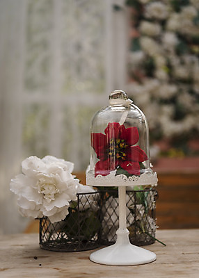 포토 JPG 주간 꽃 크리스마스 겨울 탁자 크리스마스용품 휴식 사람없음 야외 아웃포커스 오브젝트 설레임 국내포토 자연요소 식물 계절 기념일 감정 가구 컨셉 촬영기법 용품 파일형식