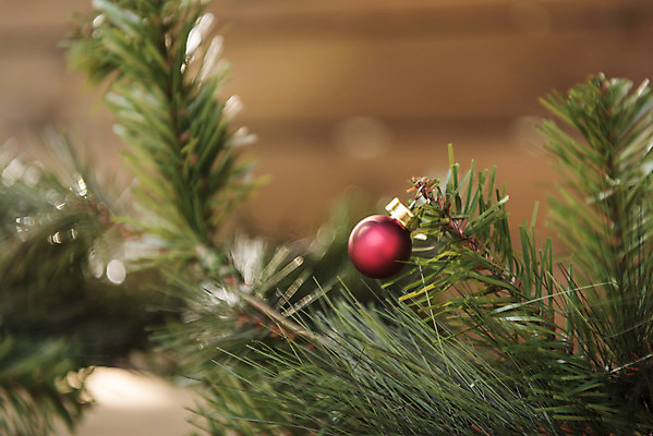 포토 JPG 주간 식물 잎 크리스마스 겨울 크리스마스용품 휴식 근접촬영 사람없음 야외 아웃포커스 장식볼 오브젝트 설레임 국내포토 자연요소 계절 기념일 감정 뷰포인트 컨셉 촬영기법 장식 용품 파일형식