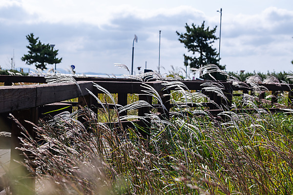 포토 JPG 주간 나무 구름 바다 하늘 풍경 사람없음 야외 관광지 가을 억새 데크 군산 부안 새만금방조제 국내포토 자연요소 식물 계절 여행 전라북도 방조제 파일형식