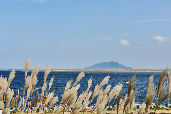 포토 JPG 주간 바다 하늘 갈대 풍경 사람없음 야외 관광지 가을 억새 군산 부안 새만금방조제 국내포토 자연요소 식물 계절 여행 전라북도 방조제 파일형식