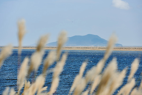 포토 JPG 주간 바다 하늘 갈대 풍경 사람없음 야외 아웃포커스 관광지 가을 억새 군산 부안 새만금방조제 국내포토 자연요소 식물 계절 여행 촬영기법 전라북도 방조제 파일형식