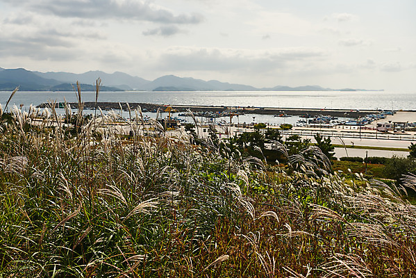 포토 JPG 주간 구름 바다 하늘 갈대 풍경 사람없음 야외 관광지 가을 억새 군산 부안 새만금방조제 국내포토 자연요소 식물 계절 여행 전라북도 방조제 파일형식