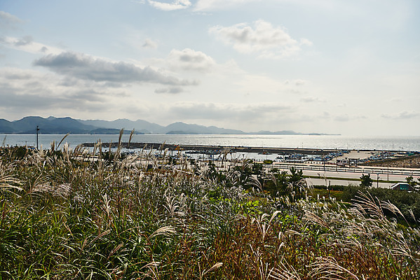 포토 JPG 주간 구름 바다 하늘 갈대 풍경 사람없음 야외 관광지 가을 억새 군산 부안 새만금방조제 국내포토 자연요소 식물 계절 여행 전라북도 방조제 파일형식