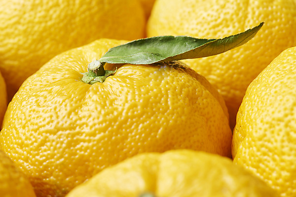 포토 JPG 스튜디오촬영 잎 과일 자연 실내 누끼 근접촬영 사람없음 농작물 여러개 신선 오브젝트 유기농 비타민 노란배경 유자 슈퍼푸드 국내포토 식물 웰빙 뷰포인트 다수 백그라운드 농업 내부 노란색 생태계 건강식품 영양소 파일형식