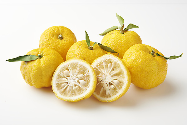 포토 JPG 스튜디오촬영 잎 과일 자연 단면 실내 누끼 사람없음 농작물 여러개 신선 오브젝트 흰배경 유기농 비타민 유자 슈퍼푸드 국내포토 식물 웰빙 다수 백그라운드 농업 내부 흰색 생태계 건강식품 영양소 파일형식