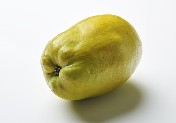 포토 JPG 스튜디오촬영 과일 자연 실내 누끼 사람없음 농작물 한개 신선 오브젝트 흰배경 유기농 모과 비타민 슈퍼푸드 국내포토 1 웰빙 백그라운드 농업 내부 흰색 생태계 건강식품 영양소 파일형식