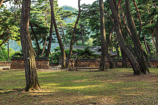 포토 JPG 주간 여행 고건축 한국 풍경 사람없음 야외 여름 관광지 여름풍경 소나무 강원도 국내여행 소나무숲 영월 청령포 영월10경 단종어소 국내포토 자연요소 나무 건축물 계절 아시아 숲 명승지 파일형식 여름_계절