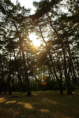 포토 JPG 주간 여행 한국 풍경 사람없음 야외 여름 관광지 햇빛 여름풍경 소나무 강원도 국내여행 소나무숲 영월 청령포 영월10경 단종어소 국내포토 자연요소 나무 계절 아시아 태양 숲 명승지 파일형식 여름_계절