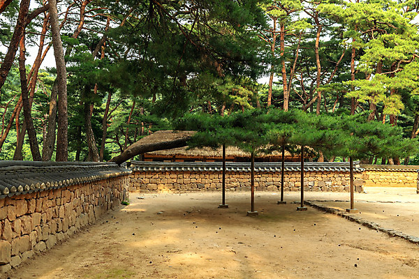 포토 JPG 주간 여행 한국 풍경 사람없음 야외 여름 관광지 여름풍경 소나무 강원도 국내여행 영월 기와담장 청령포 영월10경 단종어소 국내포토 자연요소 나무 계절 아시아 기와 담장 명승지 파일형식 여름_계절