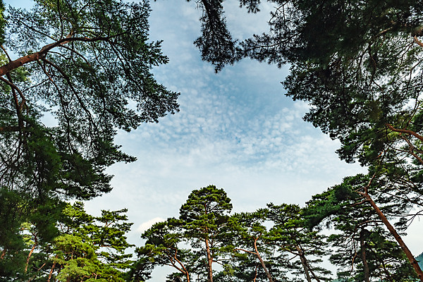 포토 JPG 주간 구름 로우앵글 여행 하늘 한국 풍경 사람없음 야외 여름 관광지 여름풍경 소나무 강원도 국내여행 영월 청령포 영월10경 단종어소 국내포토 자연요소 나무 계절 아시아 뷰포인트 명승지 파일형식 여름_계절
