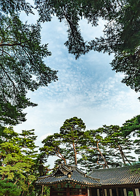 포토 JPG 주간 로우앵글 여행 고건축 하늘 한국 풍경 사람없음 야외 여름 관광지 여름풍경 소나무 강원도 국내여행 영월 청령포 영월10경 단종어소 국내포토 자연요소 나무 건축물 계절 아시아 뷰포인트 명승지 파일형식 여름_계절