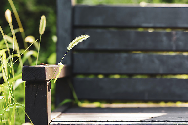 포토 JPG 주간 공원 벤치 의자 휴식 풍경 근접촬영 사람없음 야외 아웃포커스 여름 기다림 강아지풀 휴식처 국내포토 자연요소 식물 계절 공공시설 뷰포인트 가구 컨셉 모션 촬영기법 한해살이풀 파일형식