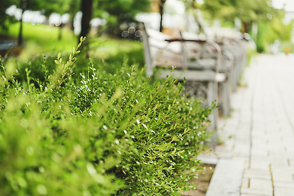 포토 JPG 주간 벤치 의자 휴식 거리 풍경 사람없음 야외 아웃포커스 여름 풀 기다림 휴식처 국내포토 자연요소 식물 계절 가구 컨셉 모션 촬영기법 파일형식