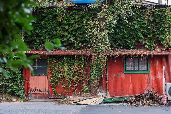 포토 JPG 주간 주택 풍경 사람없음 야외 관광지 가을 담쟁이덩굴 국내여행 군산 철길마을 경암동 국내포토 자연요소 계절 여행 건물 덩굴 전라북도 파일형식