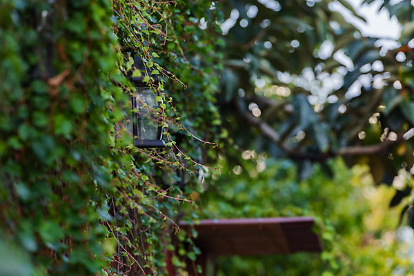 포토 JPG 주간 풍경 근접촬영 사람없음 야외 아웃포커스 관광지 가을 담쟁이덩굴 국내여행 군산 철길마을 경암동 국내포토 자연요소 계절 뷰포인트 여행 촬영기법 덩굴 전라북도 파일형식