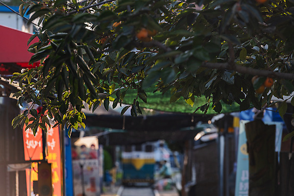 포토 JPG 주간 나무 나뭇잎 풍경 근접촬영 사람없음 야외 아웃포커스 관광지 가을 국내여행 군산 철길마을 경암동 국내포토 자연요소 식물 계절 뷰포인트 여행 잎 촬영기법 전라북도 파일형식