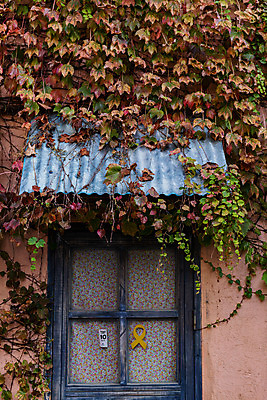 포토 JPG 주간 창문 풍경 사람없음 야외 건물 관광지 가을 담쟁이덩굴 국내여행 군산 철길마을 경암동 국내포토 자연요소 건축물 계절 여행 덩굴 전라북도 파일형식