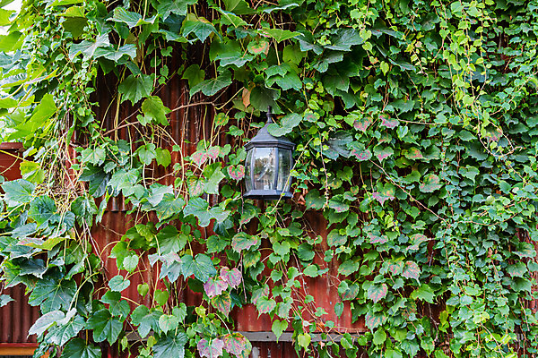 포토 JPG 주간 벽 조명 풍경 사람없음 야외 관광지 가을 담쟁이덩굴 국내여행 군산 철길마을 경암동 국내포토 자연요소 계절 여행 덩굴 전라북도 파일형식