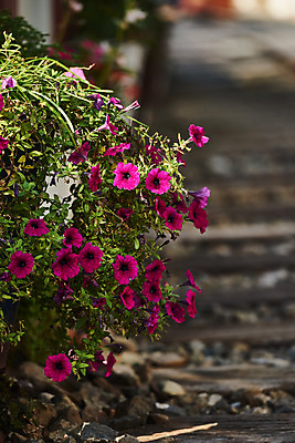 포토 JPG 주간 꽃 풍경 사람없음 야외 아웃포커스 관광지 기찻길 가을 국내여행 군산 철길마을 경암동 국내포토 자연요소 식물 계절 여행 촬영기법 전라북도 파일형식