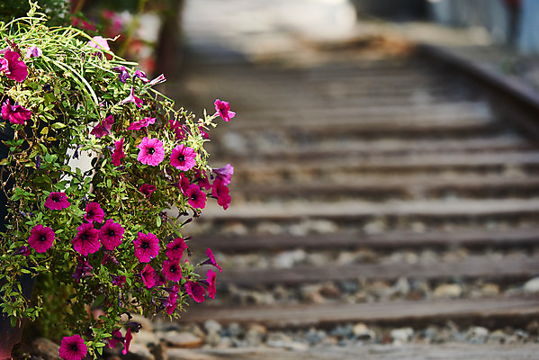 포토 JPG 주간 꽃 풍경 사람없음 야외 아웃포커스 관광지 기찻길 가을 국내여행 군산 철길마을 경암동 국내포토 자연요소 식물 계절 여행 촬영기법 전라북도 파일형식
